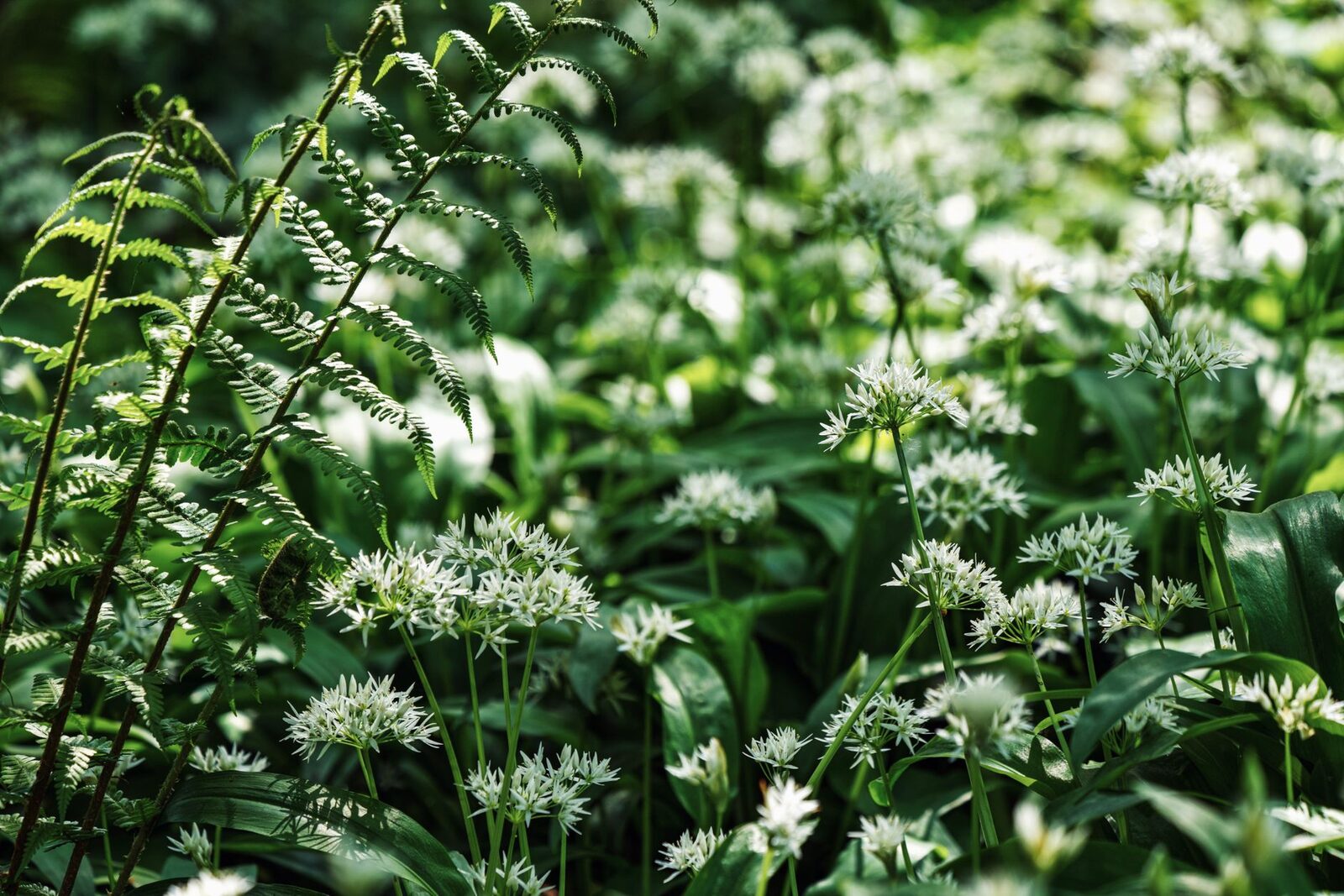 Feuilles d'ail des ours en sous-bois au printemps