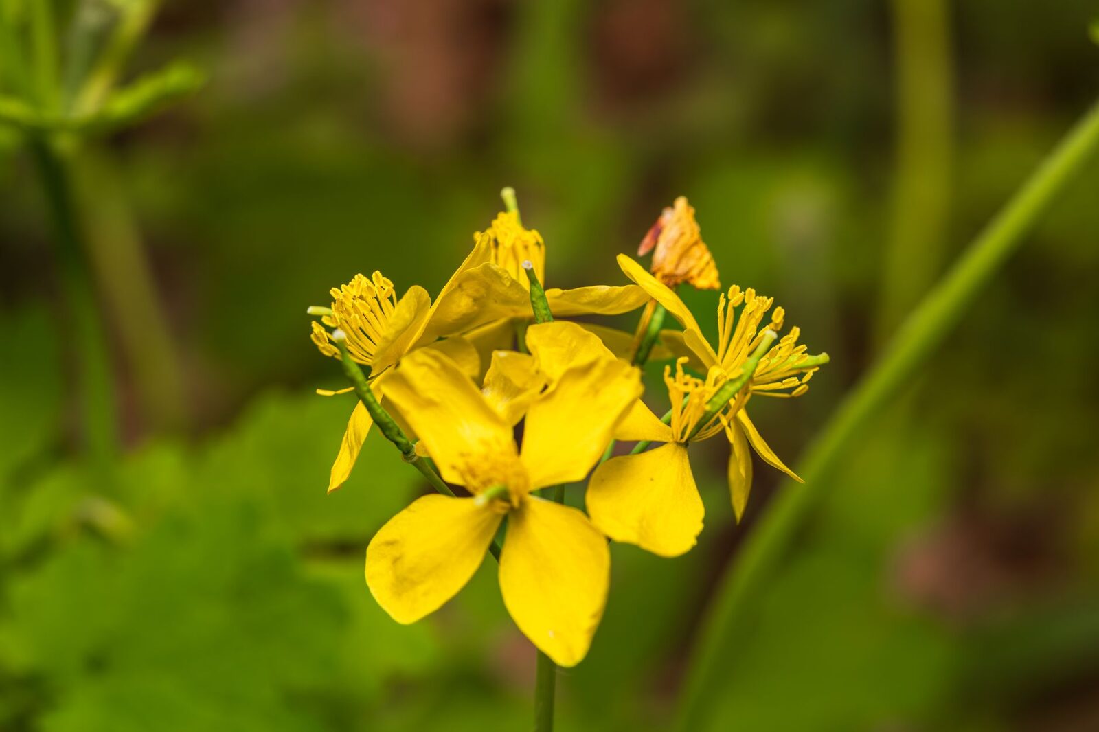 Fleurs jaunes de chélidoine au bord d'un mur de pierre