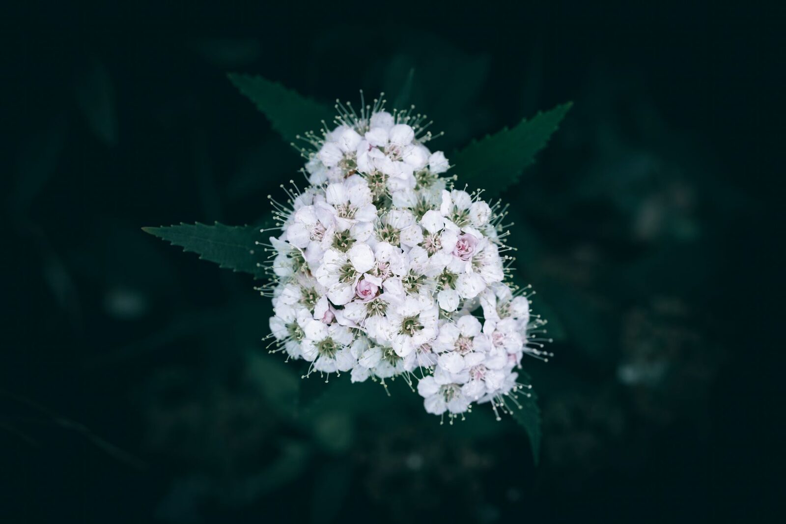 Inflorescences blanches de reine des prés dans une prairie humide